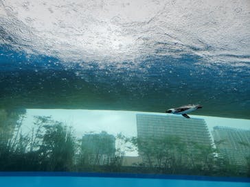 サンシャイン水族館に投稿された画像（2020/6/15）