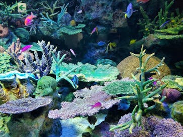 サンシャイン水族館に投稿された画像（2020/6/15）