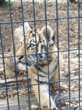 旭川市旭山動物園に投稿された画像（2020/6/15）