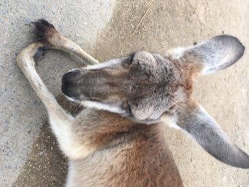 神戸どうぶつ王国に投稿された画像（2020/6/15）