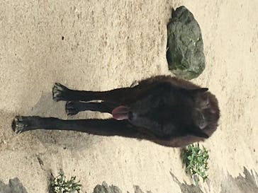 神戸どうぶつ王国に投稿された画像（2020/6/15）