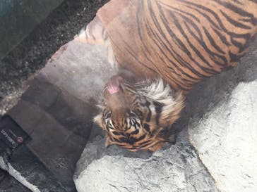 神戸どうぶつ王国に投稿された画像（2020/6/15）