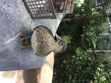 神戸どうぶつ王国に投稿された画像（2020/6/15）