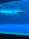 四国水族館に投稿された画像（2020/6/15）
