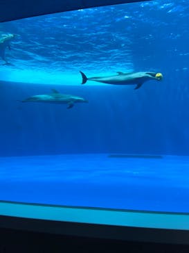 四国水族館に投稿された画像（2020/6/15）
