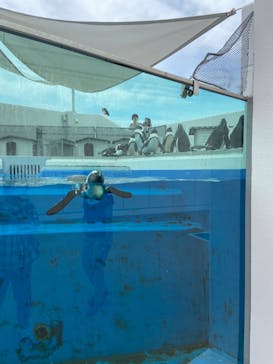 四国水族館に投稿された画像（2020/6/15）