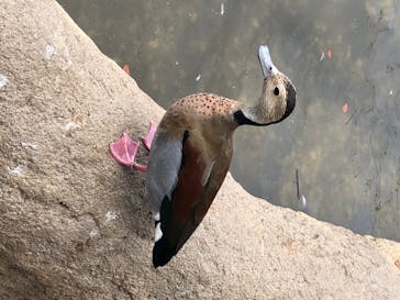 神戸どうぶつ王国に投稿された画像（2020/6/15）