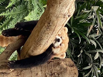 神戸どうぶつ王国に投稿された画像（2020/6/16）