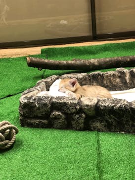 那須どうぶつ王国に投稿された画像（2020/6/16）