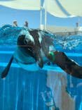 四国水族館に投稿された画像（2020/6/17）