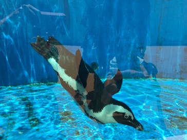 四国水族館に投稿された画像（2020/6/16）
