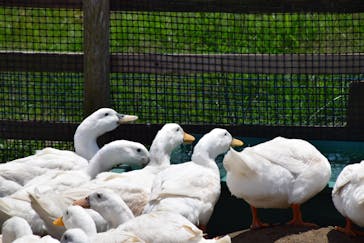 マザー牧場に投稿された画像（2020/6/17）