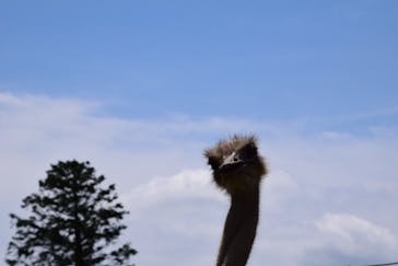 マザー牧場に投稿された画像（2020/6/17）