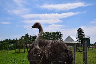 マザー牧場に投稿された画像（2020/6/17）