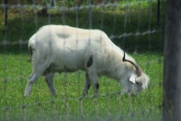 マザー牧場に投稿された画像（2020/6/17）