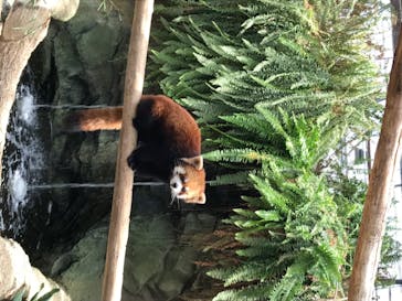 神戸どうぶつ王国に投稿された画像（2020/6/17）