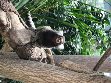 神戸どうぶつ王国に投稿された画像（2020/6/17）