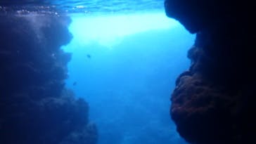 ダイビングショップ Sea Free（シーフリー）に投稿された画像（2020/6/17）