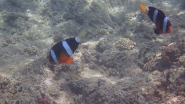 ダイビングショップ Sea Free（シーフリー）に投稿された画像（2020/6/17）