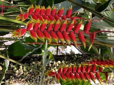 熱川バナナワニ園に投稿された画像（2020/6/17）