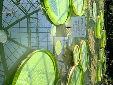 熱川バナナワニ園に投稿された画像（2020/6/17）