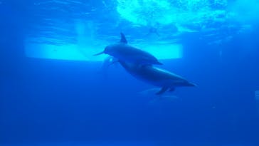 四国水族館に投稿された画像（2020/6/17）