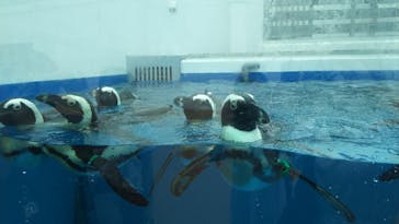 四国水族館に投稿された画像（2020/6/17）