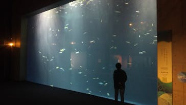 四国水族館に投稿された画像（2020/6/17）