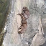 四国水族館に投稿された画像（2020/6/17）