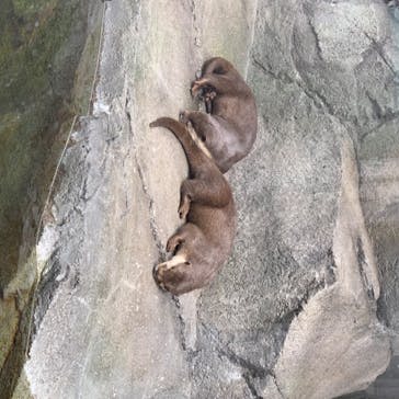 四国水族館に投稿された画像（2020/6/17）