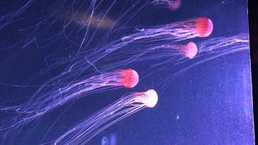 四国水族館に投稿された画像（2020/6/18）