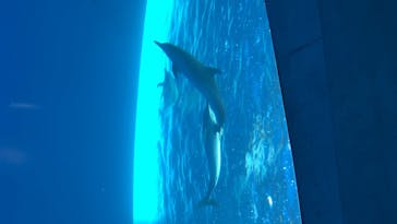 四国水族館に投稿された画像（2020/6/18）