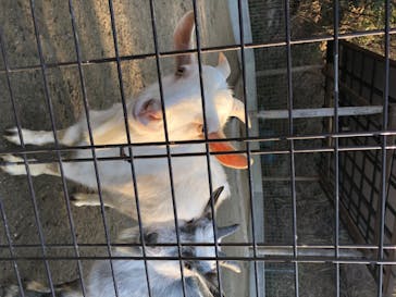 しろとり動物園に投稿された画像（2020/6/18）