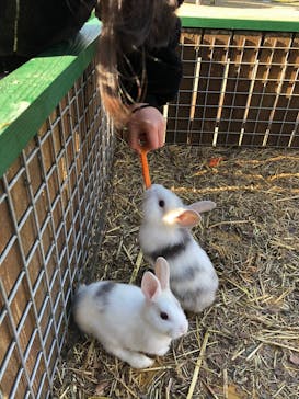 しろとり動物園に投稿された画像（2020/6/18）