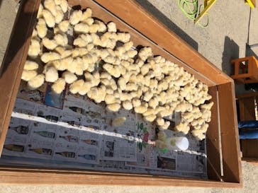 しろとり動物園に投稿された画像（2020/6/18）