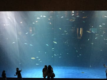 四国水族館に投稿された画像（2020/6/18）