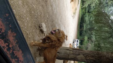 群馬サファリパークに投稿された画像（2020/6/18）