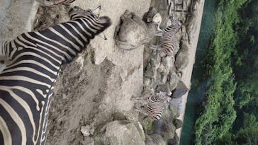 群馬サファリパークに投稿された画像（2020/6/18）