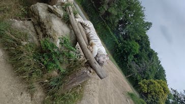 群馬サファリパークに投稿された画像（2020/6/18）