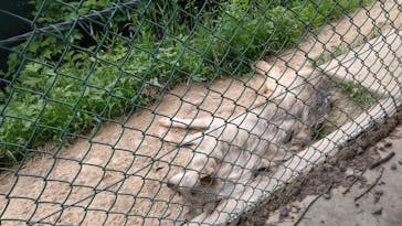 群馬サファリパークに投稿された画像（2020/6/18）