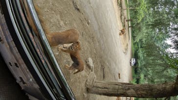 群馬サファリパークに投稿された画像（2020/6/18）