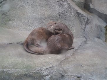 四国水族館に投稿された画像（2020/6/19）