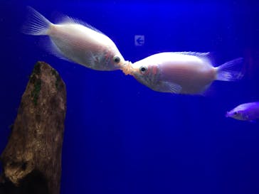 サンシャイン水族館に投稿された画像（2020/6/19）