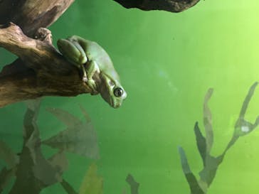 サンシャイン水族館に投稿された画像（2020/6/19）