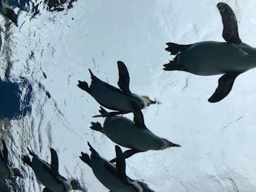 サンシャイン水族館に投稿された画像（2020/6/19）