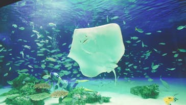 サンシャイン水族館に投稿された画像（2020/6/19）