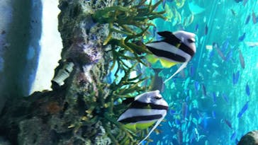 サンシャイン水族館に投稿された画像（2020/6/19）