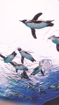 サンシャイン水族館に投稿された画像（2020/6/19）