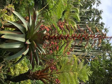 美らヤシパークオキナワ・東南植物楽園に投稿された画像（2020/6/19）