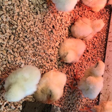 Moff animal world BIGHOPガーデンモール印西店に投稿された画像（2020/6/19）